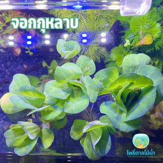 จอกกุหลาบ 10 ดอก 25 บาท ประดับตกแต่งตู้ปลา #ไม้น้ำ #ต้นไม้น้ำ #จอกกุหลาบ