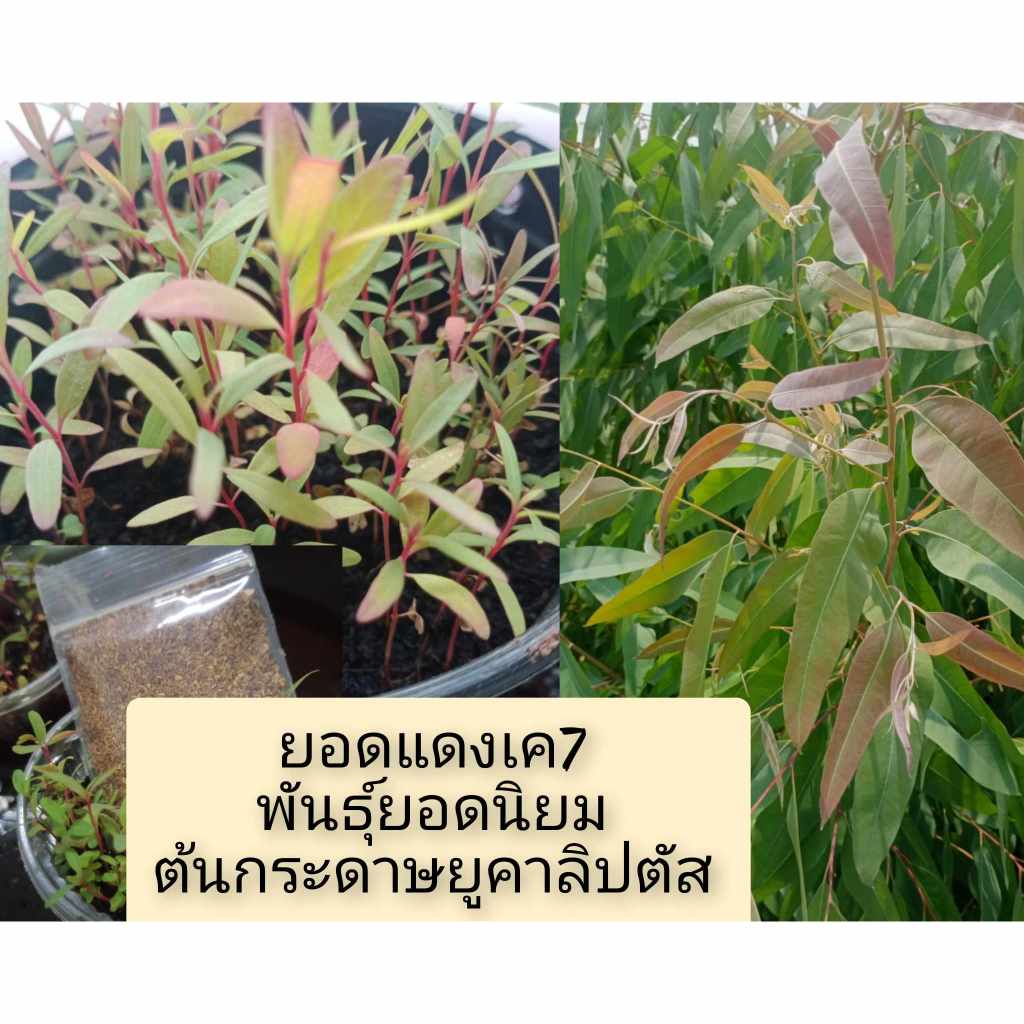 เมล็ดยูคาลิปตัสปลูกง่ายโตเร็วทนแล้ง เค7 ชุด 20000 เมล็ด 259บาท