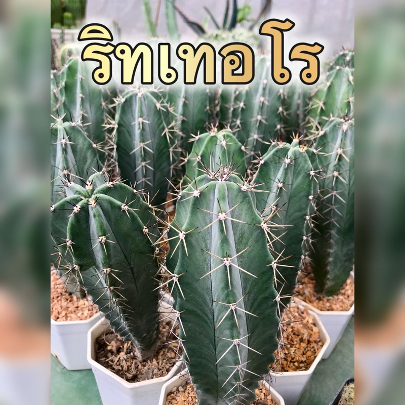 ริทเทอโร ตอริทเทอโร ทรงสวย