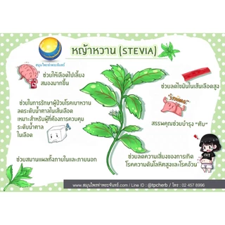 หญ้าหวานแห้ง ขนาด 1 กิโลกรัม "คัดมือ ด้วยความใส่ใจ" ร่อนเศษ+ก้านน้อย ผลผลิตฤดูกาลใหม่ หญ้าหวาน หญ้าหวานอบแห้ง ใบหญ้าหวาน