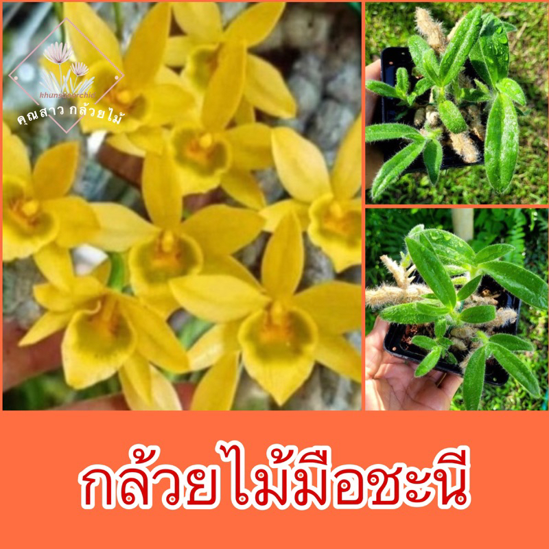 กล้วยไม้มือชะนี ✅เลี้ยงนานรากเดินแข็งแรง✅