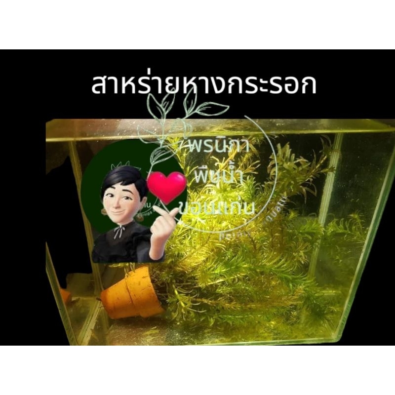 สาหร่ายหางกระรอก 1 กระถางใช้ประดับอ่างปลาตู้ปลาสวยงาม