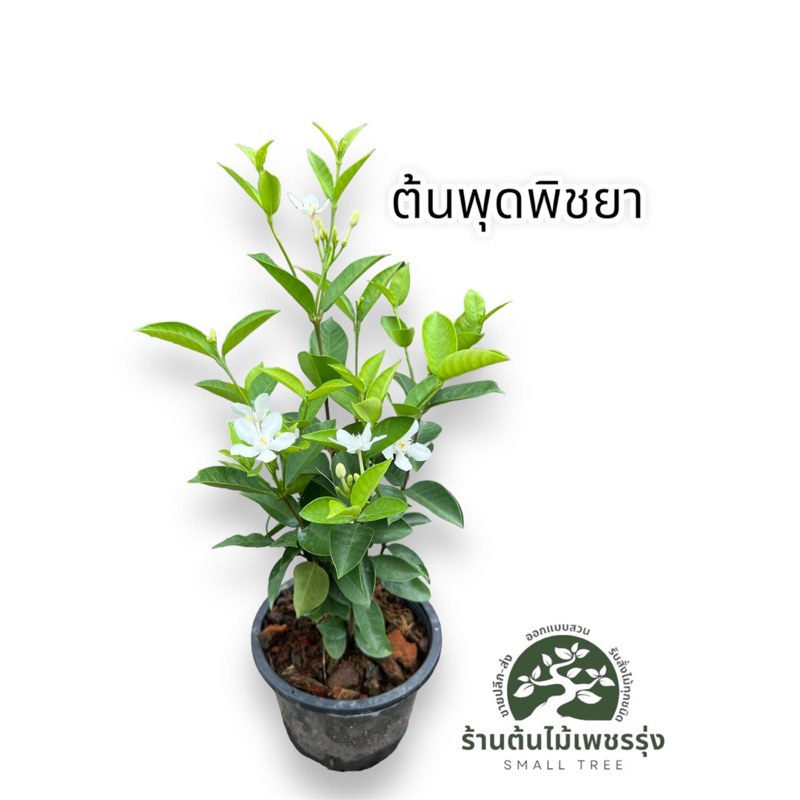ต้นพุดพิชญา กระถาง 6 นิ้ว 🌷ต้นกล้าแข็งแรงโตเร็ว พร้อมปลูกต้นไม้ดอกไม้ประดับ 🚚การขนส่งเสียหายทางร้านเปลี่ยนสิ้นค้าให้ใหม่