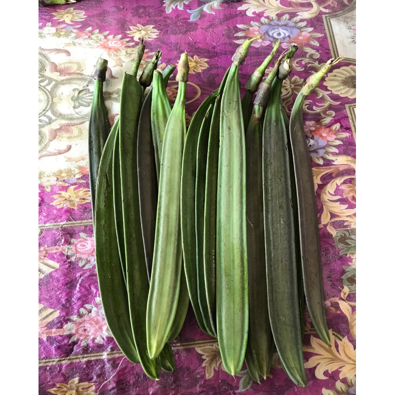 เพกา ลิ้นฟ้า สดจากสวน✔️ ครึ่งกิโลกรัม พร้อมส่ง🚚 รับประกันฝักอ่อนทุกฝัก🔥
