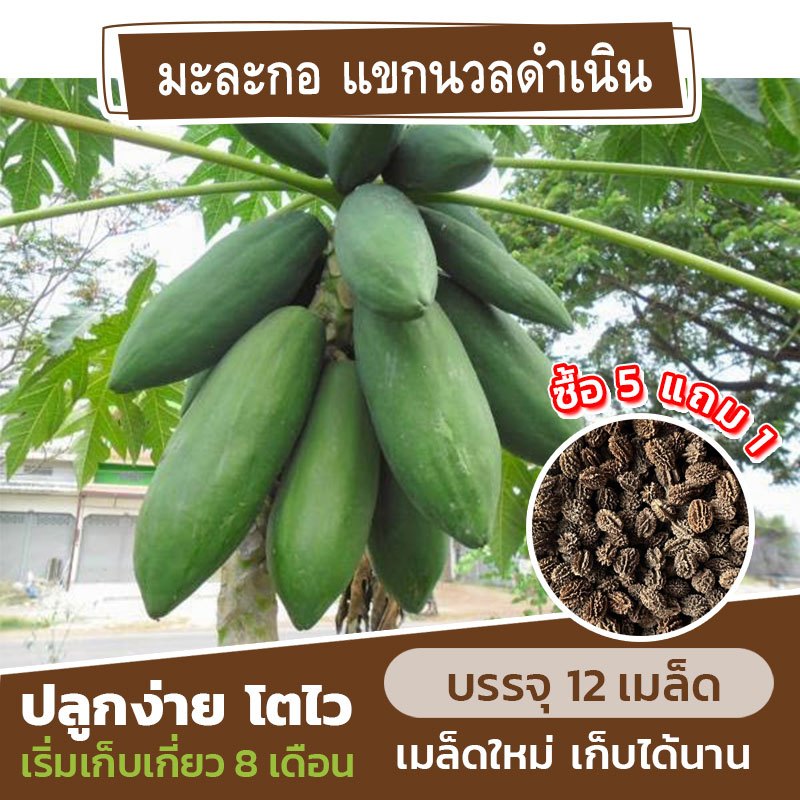 15 เมล็ด เมล็ดพันธุ์มะละกอส้มตำ แขกนวลดำเนิน