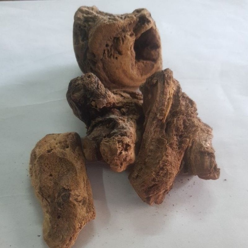 โกฐน้ำเต้า น้ำหนัก 15,50,100กรัม da huang 大黄