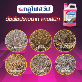 กลูโฟสวีป ยาฆ่าหญ้าทุกชนิด สารกำจัดวัชพืชสูตรเผาไหม้ น้ำสีชมพู เร็ว แรง ตายเรียบ