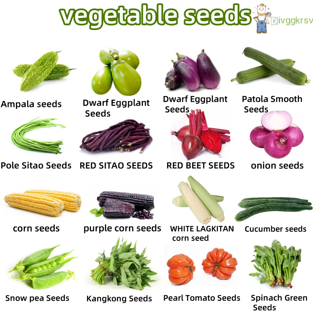 เมล็ดผักสวนครัว HIGH QUALITY VEGETABLE SEEDS(Ampalaya,Dwarf Eggplant,Dwarf Eggplant,Patola Smooth,Po