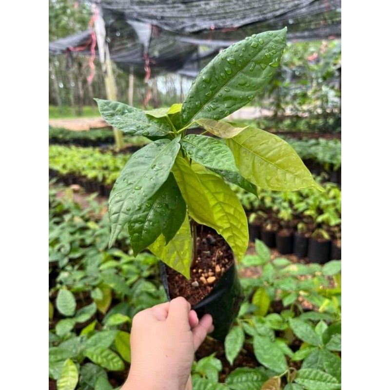 ต้นโกโก้🔥ชุมพร1 และ พันธุ์ลูกผสมลูกดก  15ต้นแถม 1 ต้น