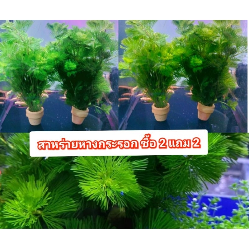 สาหร่ายหางกระรอก กระถาง ซื้อ 2 แถม 2( พร้อมส่ง)
