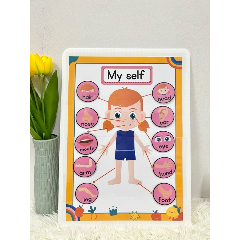 สื่อการสอนเรื่อง my body