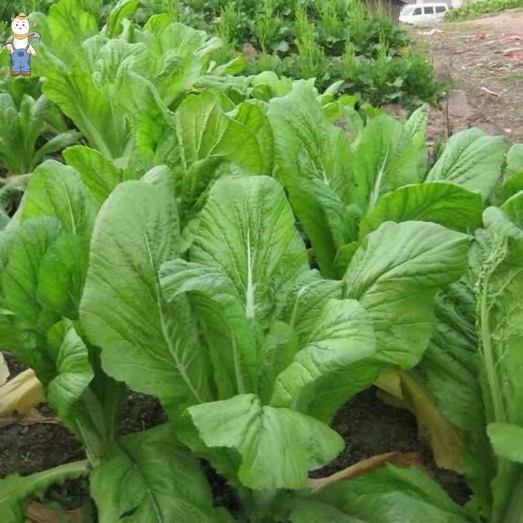 300เมล็ดผักกาดเขียวปลี ผักกาดเขียวปลี ปลูกง่าย กอใหญ่ ทรงสวย น้ำหนักดี ปลูกได้ทุกฤดูกาล  Mustard Seeds การปลูกในร่ม - รูปที่ 2