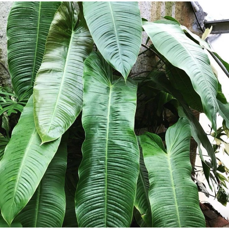 Philodendron(sahroniae)ไม้หายาก🔥ราคาถูก🔥