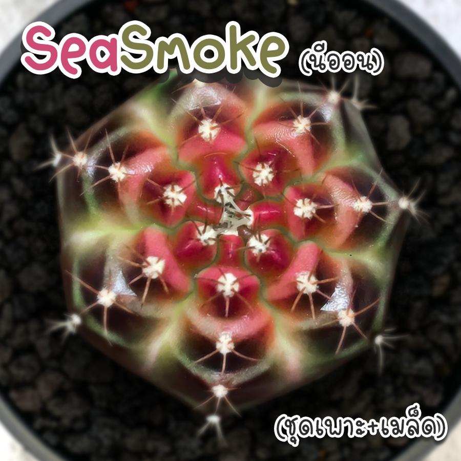 ชุดเพาะเมล็ด SeaSmoke (ด่างนีออน) กระบองเพชร/แคคตัส