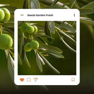 เมล็ดพันธุ์ มะกอก บรรจุ 50 เมล็ด [Seeds Garden Fresh]