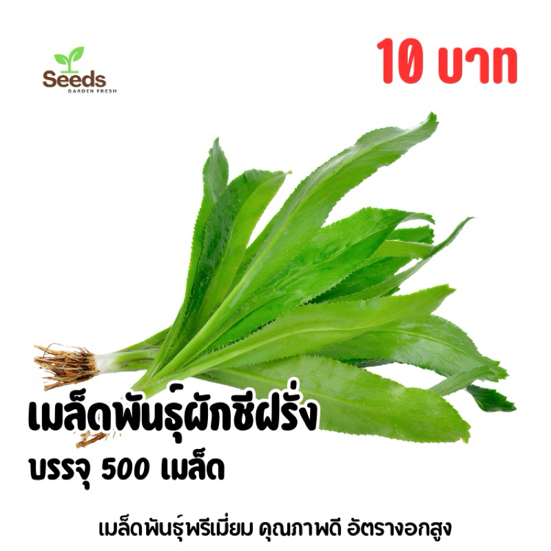 เมล็ดพันธุ์ ผักชีฝรั่ง บรรจุ 500 เมล็ด