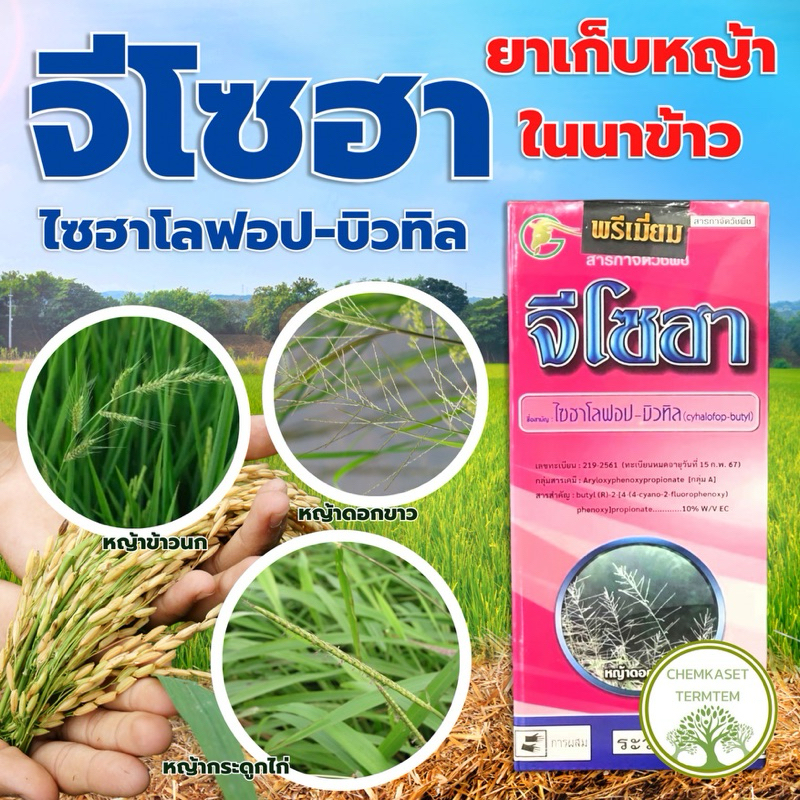 จีโซฮา สูตร พิเศษ กำจัดหญ้าเดือย หญ้าข้าวนก หญ้าน้ำเค็ม ฉีดได้ตั้งแต่คุมเลน จนถึงข้าว สูตรพิเศษ