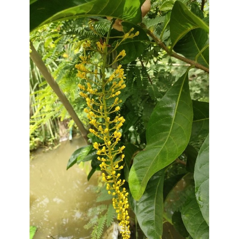 ต้นโซ่ทองคำ(Golden Chain) เป็นไม้พุ่ม (งานถุง) ออกดอกสวยเป็นช่อยาว ดอกสีเหลือง ต้นแข็งแรงพร้อมปลูก - รูปที่ 5