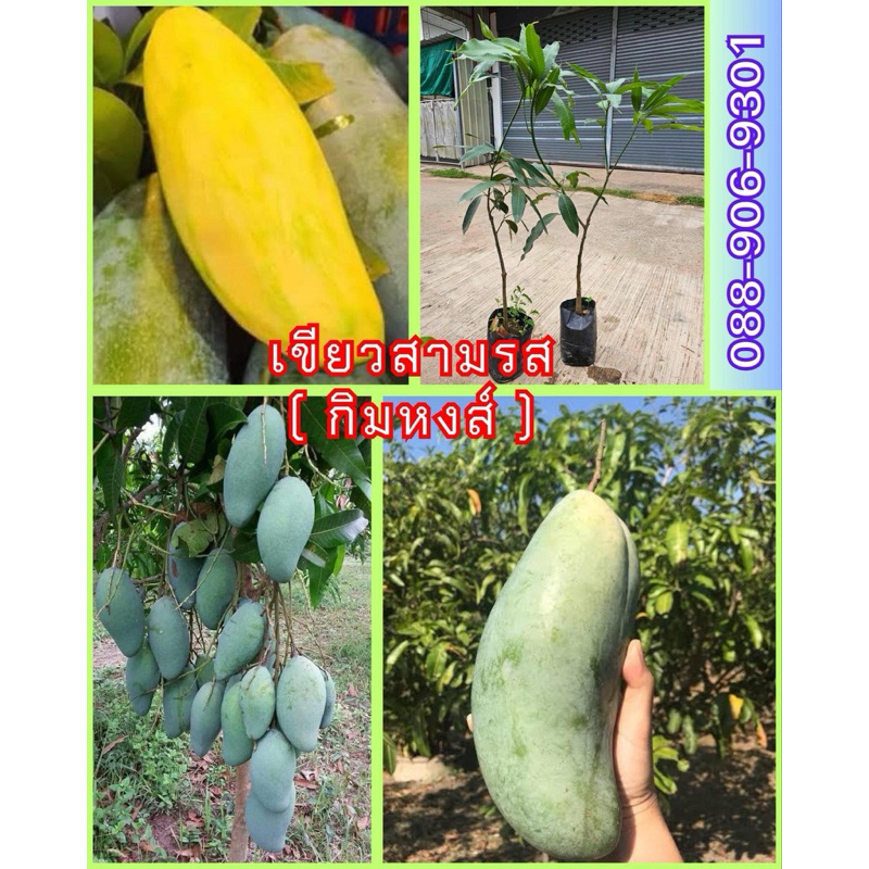 #ต้นมะม่วงเขียวสามรส (กิมหงส์) พันธุ์ทวาย ออกลูกทั้งปี(เสียบยอดต้นใหญ่ ถุง4คูณ10 นิ้ว) สูงราว70-80 เซน ให้ผลไวภายใน1ปี