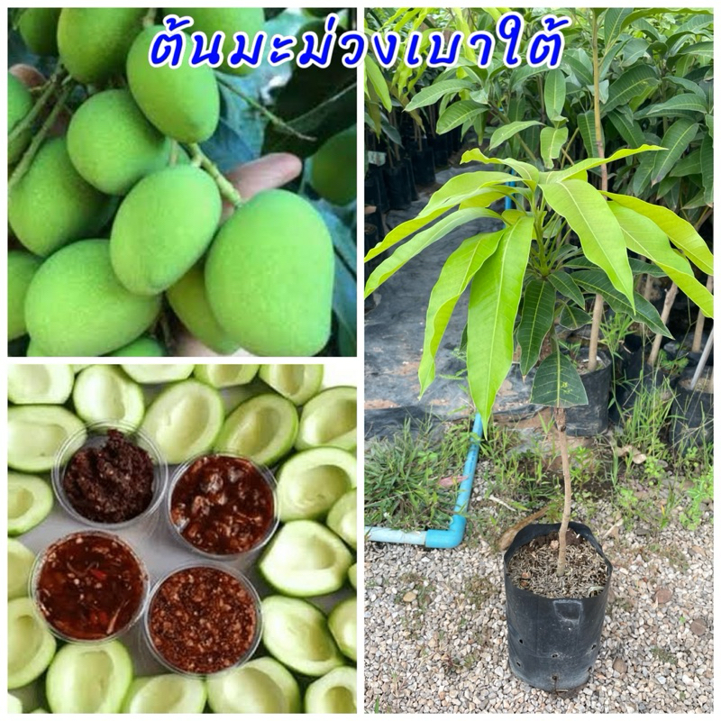 ต้นมะม่วงเบาใต้ เสียบยอด รสชาติเปรี้ยว ต้นพันธุ์เตี้ยปลูกประมาณ 18 เดือนติดผลขนาดต้นที่จัดส่งประมาณ 50 เซนติเมตร