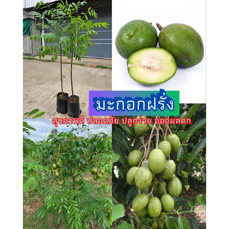#ต้นมะกอกฝรั่งยักษ์ต้นเตี้ย ถุง 12 นิ้ว สูงราว60-80 เซน ติดผลทั้งปี ให้ผลไวภายใน1ปี