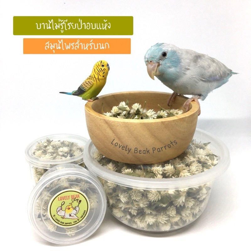 บานไม่รู้โรยป่า ดอกบานไม่รู้โรยป่าอบแห้ง ถุง 1000 ดอก++ อาหารเสริมสมุนไพรสำหรับนก สมุนไพรสำหรับนก อาหารนก