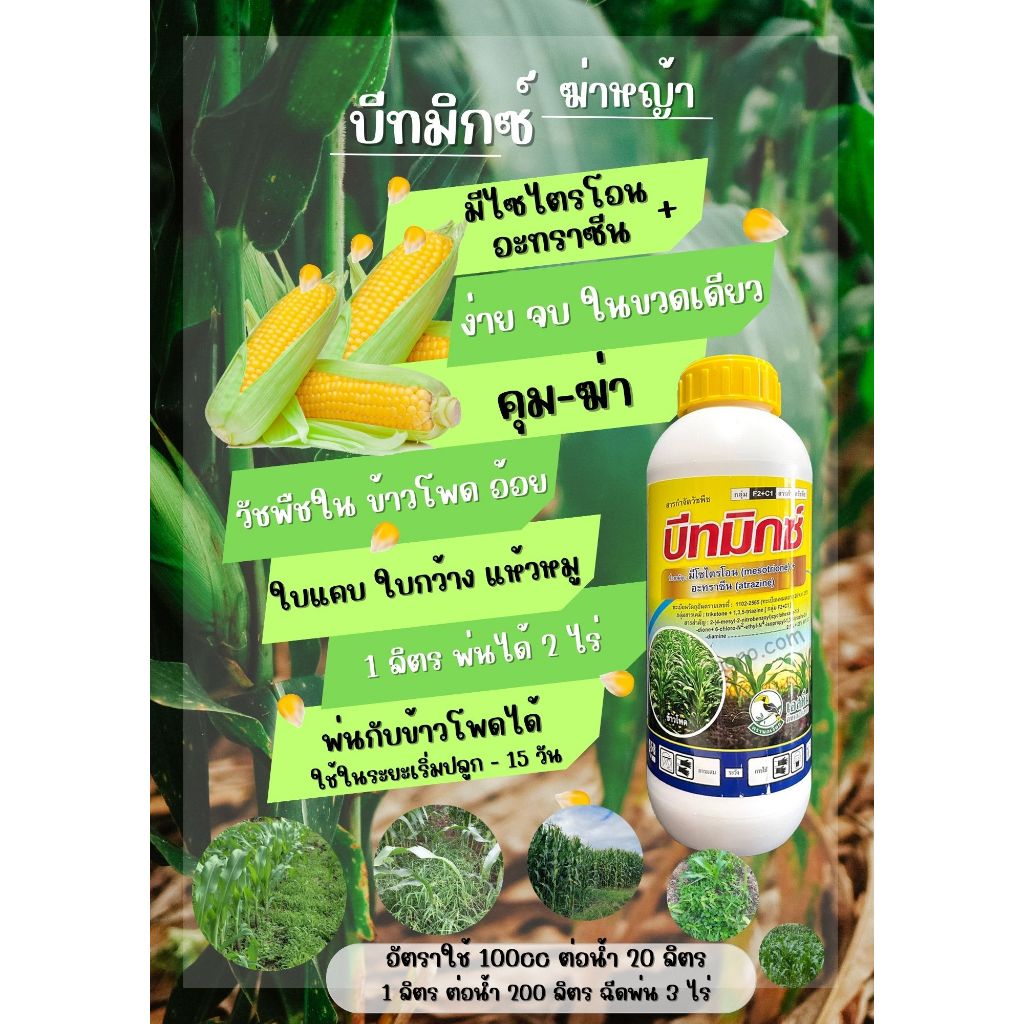 คุม+ฆ่า หญ้า ไร่ข้าวโพด หญ้าใบแคบ หญ้าใบกว้าง แห้วหมู มีไซไตรโอน+อะทราซีน ฉีดทับข้าวโพด 0-14 วันหลังปลูก บีทมิกซ์
