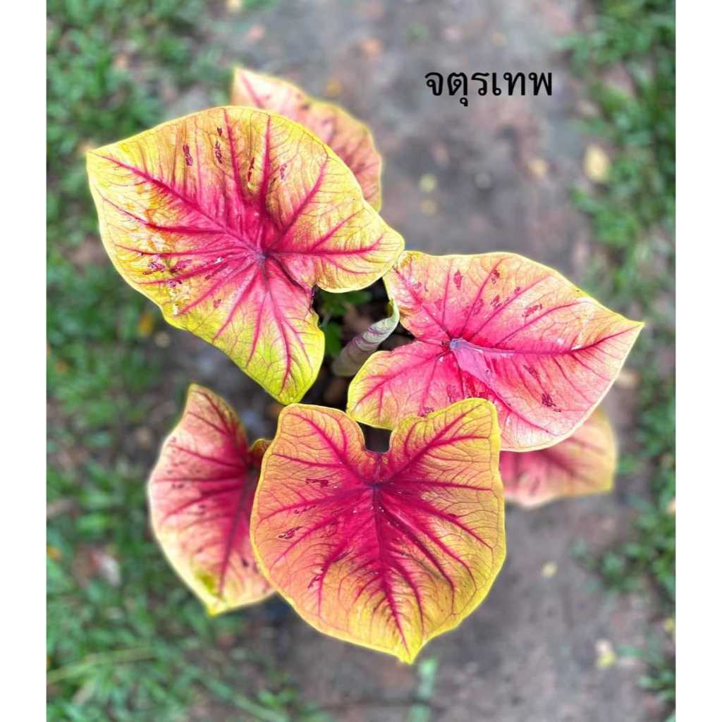 จตุรเทพ บอนสี บอนกาบ Caladium