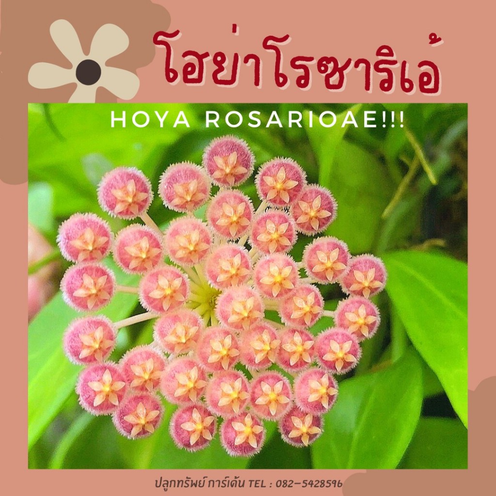 Hoya rosaioae โฮย่าโรซาริเอ้ ดอกสีโอรส มีกลิ่นหอมละมุน ส่งต้นติดดอก