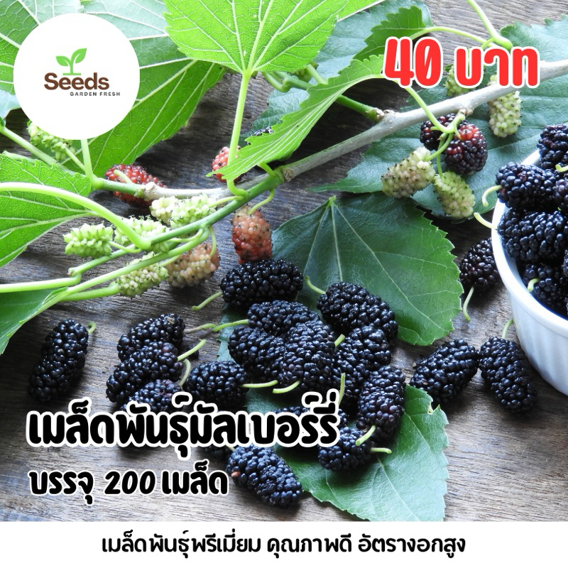 เมล็ดพันธุ์มัลเบอร์รี่ หรือ ลูกหม่อน บรรจุ 200 เมล็ด [Seeds Garden Fresh]