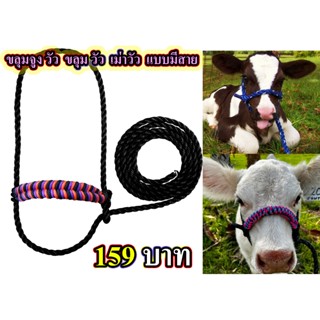 ขลุมวัว ทุกสายพันธุ์  อย่างหนาเชือก 10 มิล เม่าวัว ทำจากเชือ…