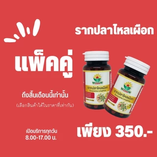 สมุนไพรรากปลาไหลเผือก