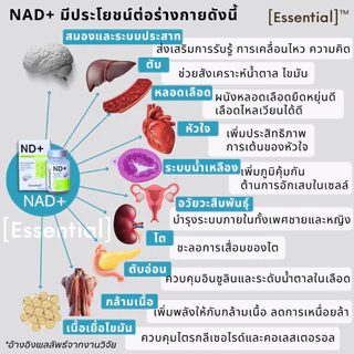 Essential ND+ อาหารเสริมเพื่อสุขภาพแบบองค์รวม 1 กล่อง 30 แคปซูล