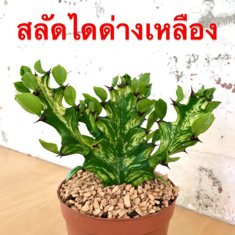 ยูโฟเบียสลัดไดด่างเหลือง ตัดสด,ถอดกระถาง