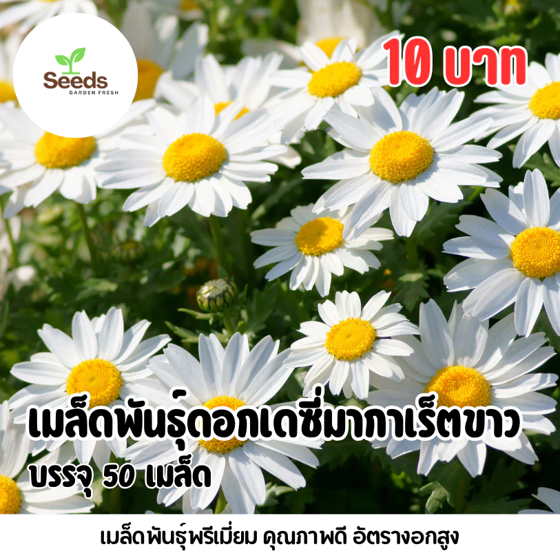เมล็ดพันธุ์ เดซี่มากาเร็ตสีขาว บรรจุ 50 เมล็ด/ซอง