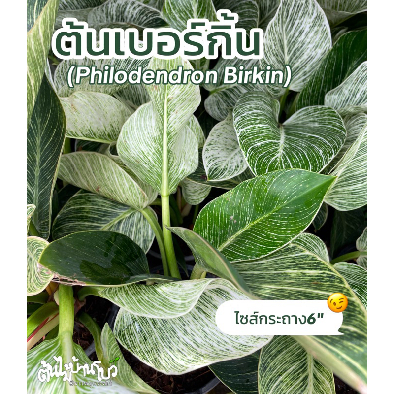 ต้นเบอร์กิ้น ลายด่างๆริ้วๆสวยๆ พร้อมกระถาง5-6"