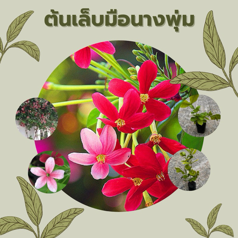 ต้นเล็บมือนางพุ่มไม้กึ่งเลื้อย ออกดอกได้ตลอดปี ChayTongAong