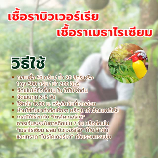 เมธาบิว สูตรเข้มข้น เชื้อราบิวเวอร์เรีย + เชื้อราเมธาไรเซียม แบบผง ปลอดภัย 100 %