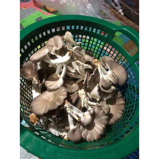 ก้อนเชื้อเห็ดนางฟ้าภูฐาน(ก้อนเชื้อเต็มพร้อมเปิดหมด) คู่มือการปลูกทักแชท กดสั่งทีละ1กล่องเพื่อไม่ให้แตกเสียหาย