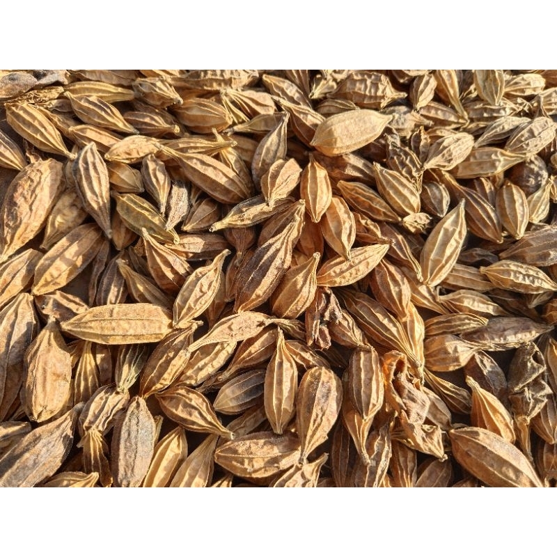 สมุนไพรลูกกระดอม,มะนอยตากแห้ง100กรัม