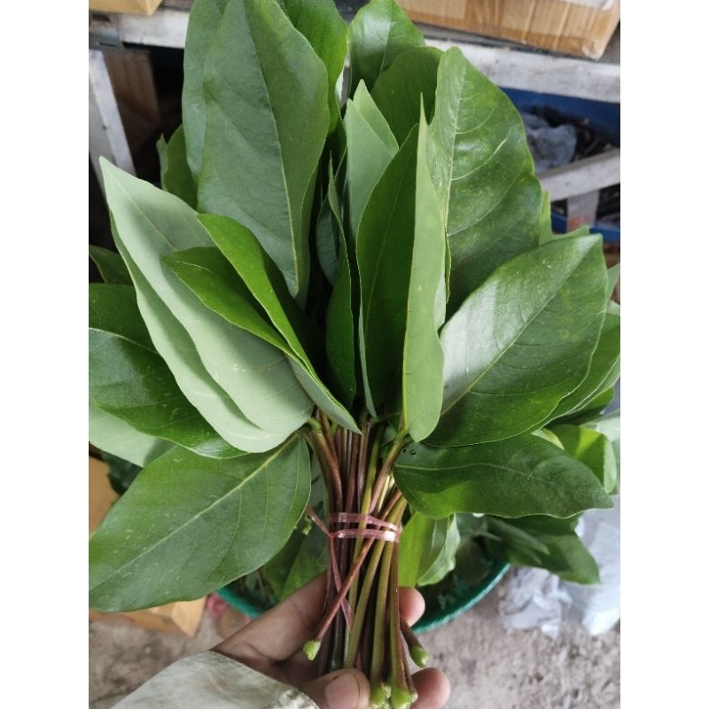 ทองหลางกินใบ ทองหลางน้ำ ทองหลางก้านแดง ขายใบสด1กิโลกรัม100บาท(สำหรับทำยา)