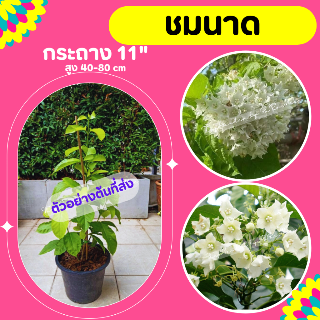 ต้นชมนาด ไม้เลื้อยดอกหอม กระถาง 11 นิ้ว