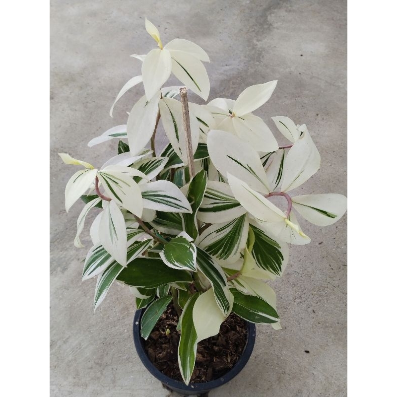 เอื้องหมายนาด่าง Costus speciosus Crape ginger, Malay ginger, Spiral flag