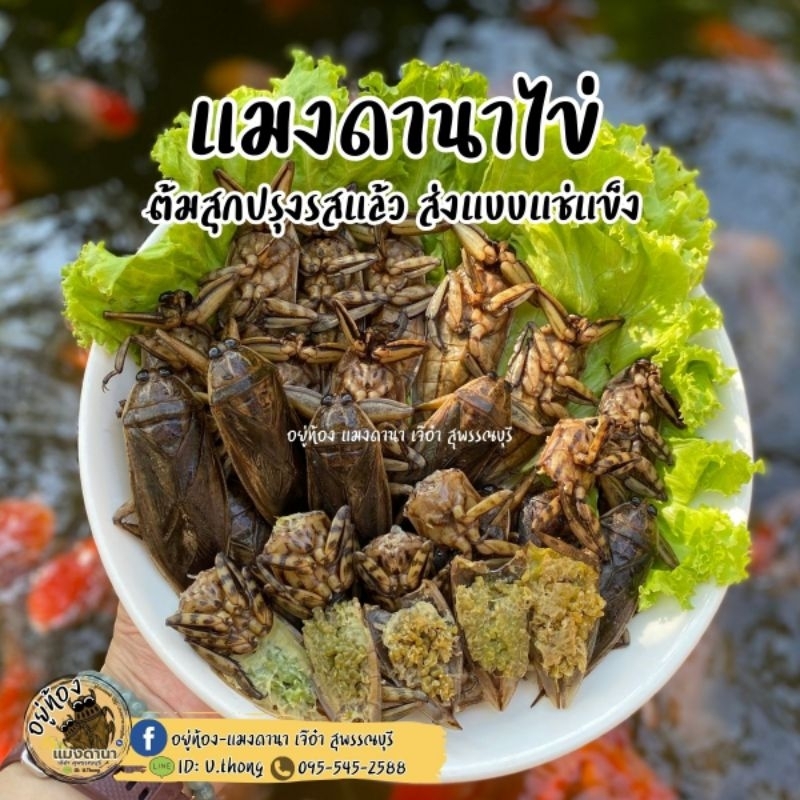 แมงดานาไข่ (แบบแช่แข็ง) ขายเป็นเซ็ท