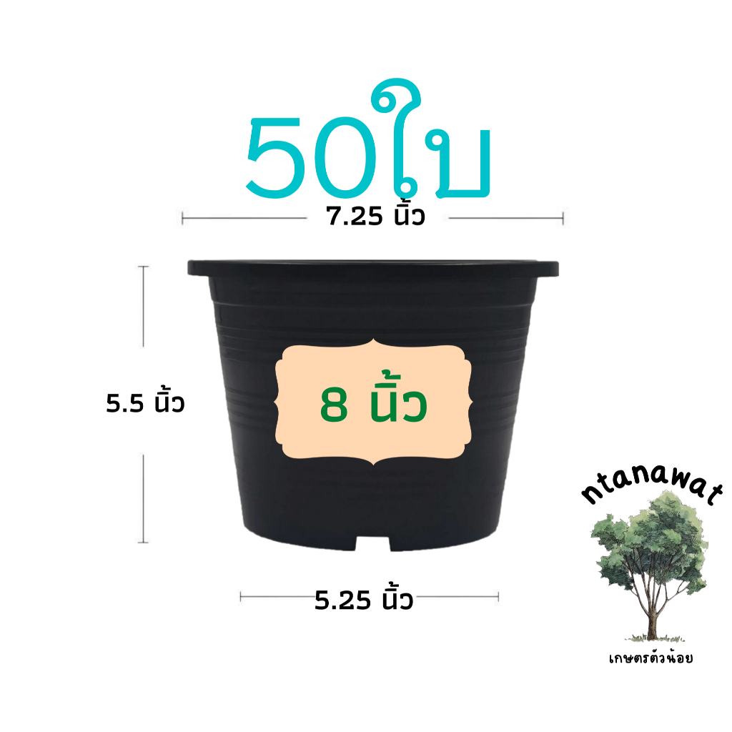 กระถางต้นไม้ พลาสติก หนา เนื้อเงา แข็งแรง สีดำ 8 นิ้ว 50ใบ ราคาส่ง