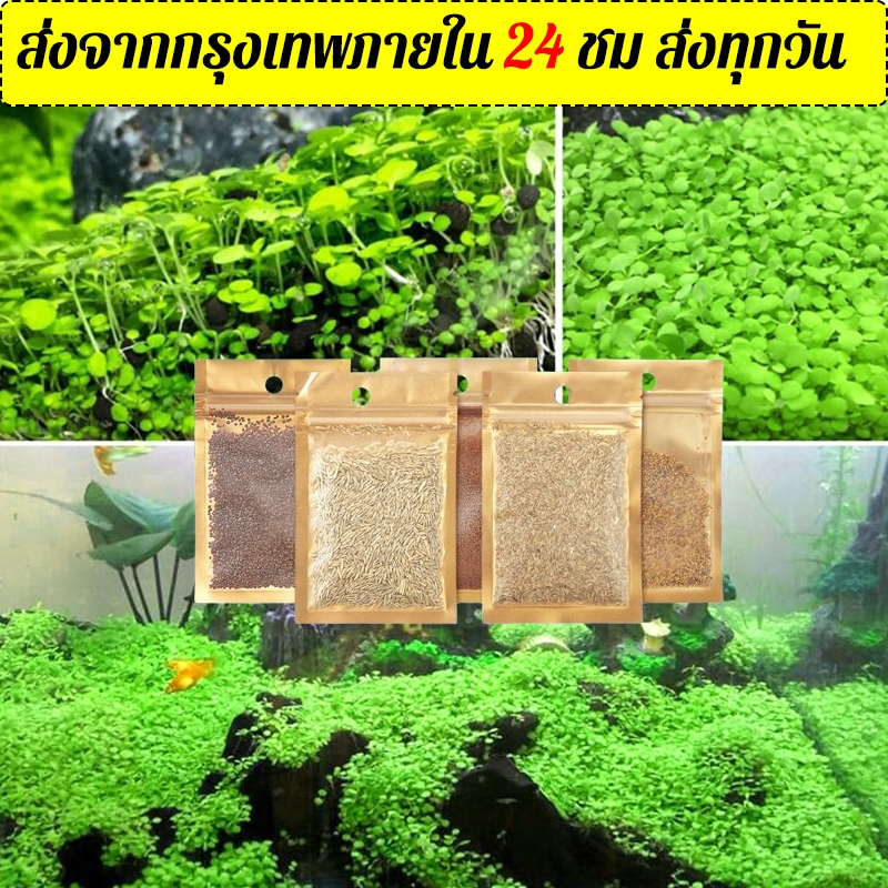 เมล็ดพันธ์ุไม้น้ำ ต้นไม้ปลูกในน้ำ อ่างปลา บ่อปลา อ่างบัว ตู้ไม้น้ำ มี 7 ชนิด ดินปลูกไม้น้ำ ดินใส่ตู้ปลา