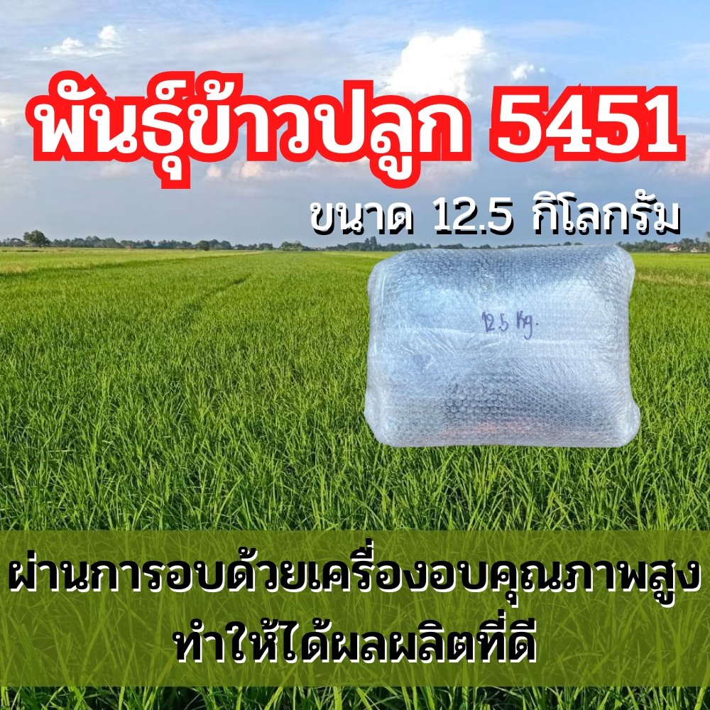 พันธุ์ข้าวปลูก 5451 ข้าวปลูก 5451 เมล็ดพันธุ์ข้าว 5451 (12.5กิโลกรัม)