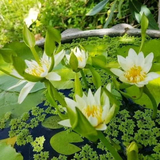 🌼บัวนางกวัก🌼ไม้มงคล 🌼ดอกสวยงามออกดอกตลอดปี🌼 สีครีมคลีบดอกสีเขียว🌼