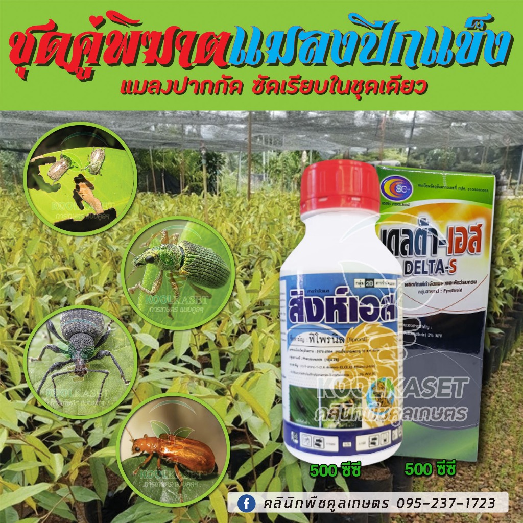 แมลงปีกแข็ง 500 ซีซี ดูดซึม น็อค แมลงเต่า ด้วง ปลวก แมลงค่อมทอง ด้วงงวง สูตรเย็น ออกฤทธิ์เร็ว คูลเกษตร Kl63