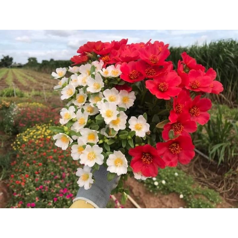 คุณนายตื่นสาย สีขาว-แดง ตามรูป สีตัดกัน ปลูก2สี ก็สวยได้ ราคา ถูกที่สุด ดีลบีเคเค แกลเลอรีภาพที่ 2
